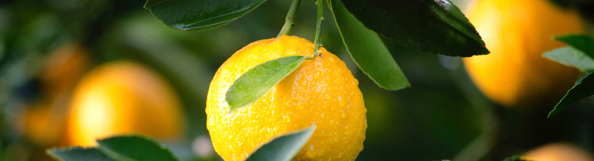 Lemons