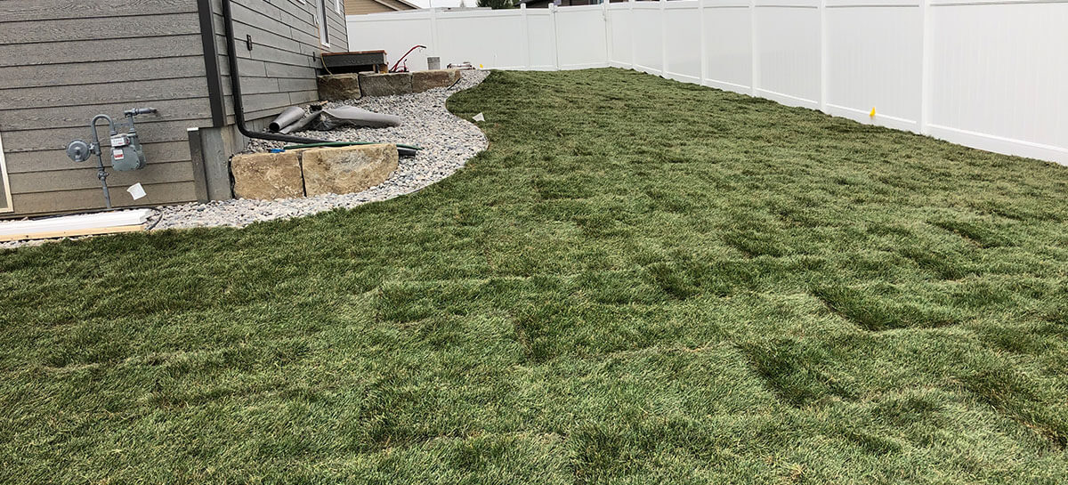 Backyard lawn
